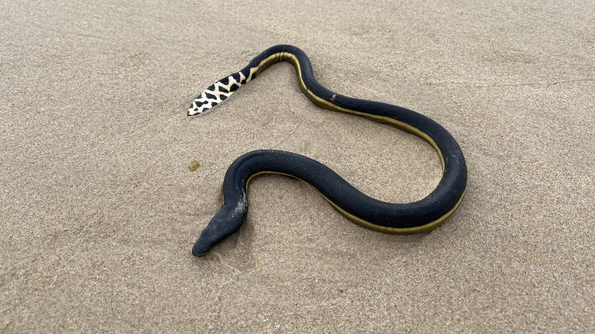 A yellow-bellied sea snake on Pambula Beach Monday morning, November 20. Picture by Lorraine Aitken
