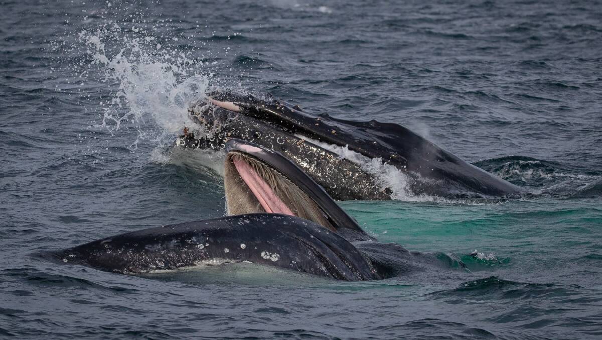 A mega pod of humpback whales feed near Merimbula on the weekend. For more photos and videos of this incredible event visit Merimbula Marina on Facebook.