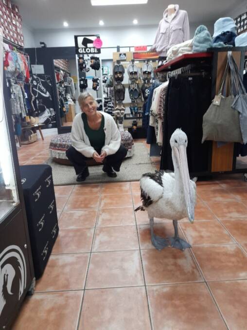 Pelican goes shopping in Merimbula