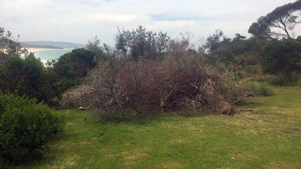 Stockpile of vegetative material piled up by the Tura community group.