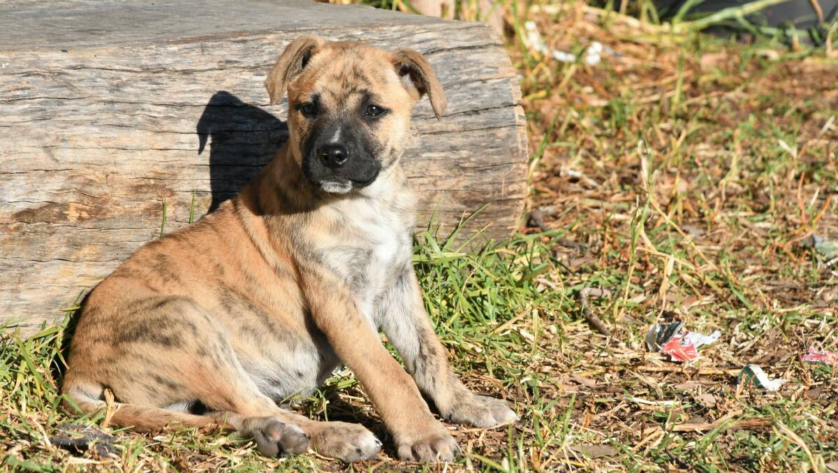 NEW HOME: George is one of three siblings available to adopt.
