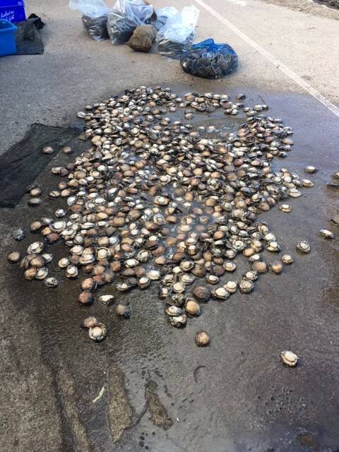 An estimated $9000 worth of illegally shucked abalone was seized in a DPI operation at Baronda Head, north of Tathra. Photo: NSW DPI