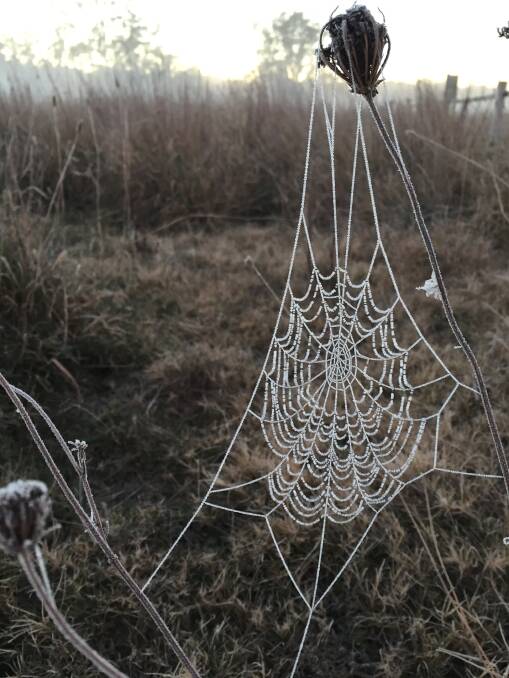 Sunday dawned white and frosty at Pambula, when even the spiderwebs at Panboola iced up. Picture: Ben Smyth