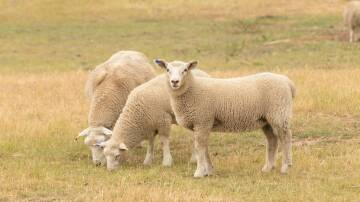 FRONT FOOT: In a scientific breakthrough, nanotechnology is being applied to chemicals used to prevent flystrike in sheep. Photo: Shutterstock