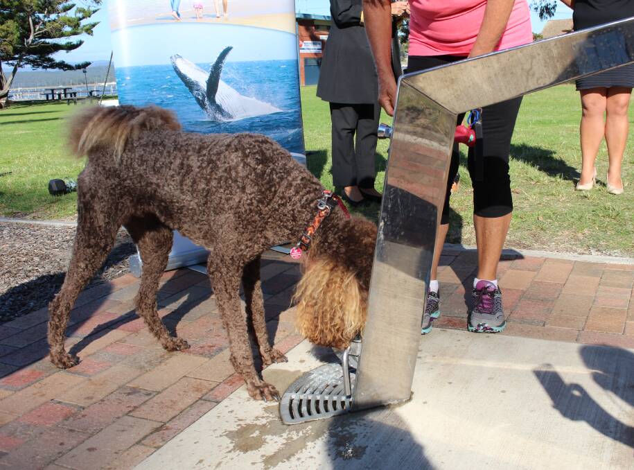 Thirsty Poodle: Lily laps up some fresh, free drinking water from the dog bowl at the base of the fountain.