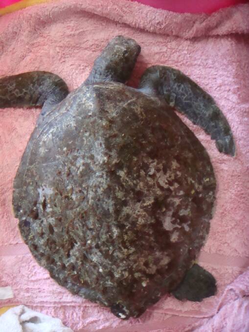 Sick turtle: Found by a member of the public in a very poor condition, covered in parasites and vegetative growth.