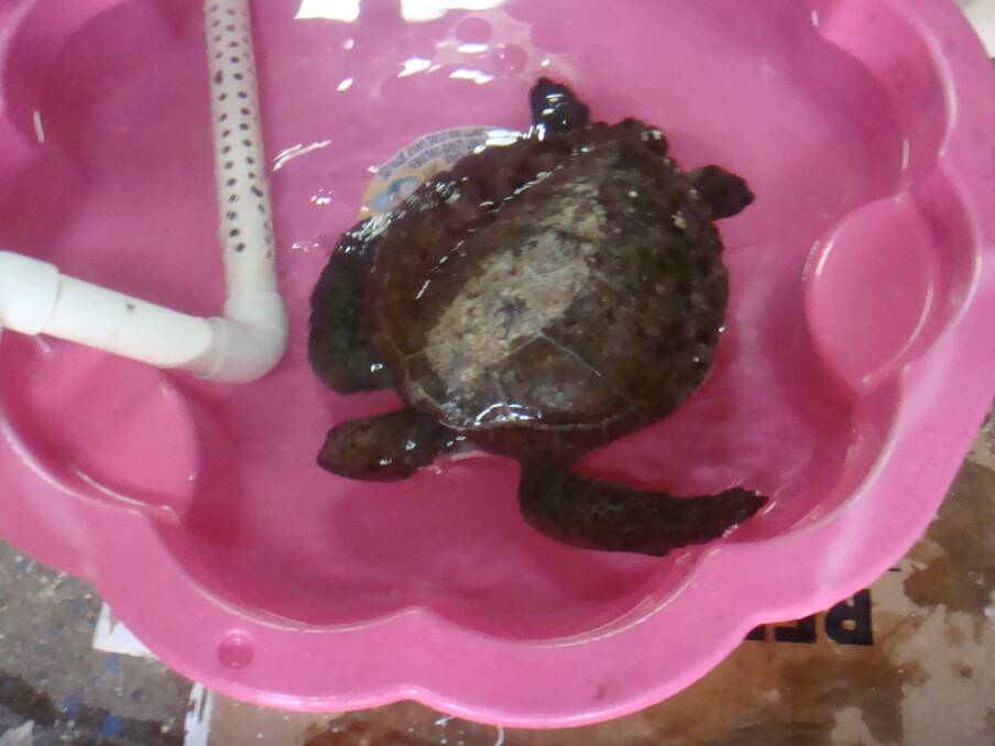 Back to health: A heater has been placed in the water to help stimulate the turtles appetite. 