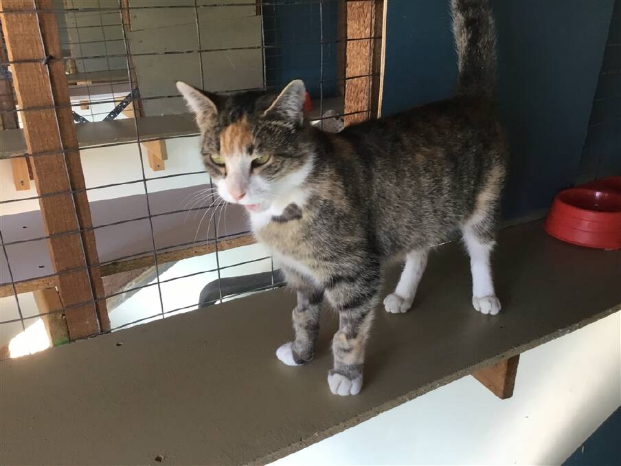 Lap lover: Three-year-old Sophie is quiet and affectionate and patiently waiting for her new home - call Sapphire Coast Branch RSPCA on 0419 267 799. 