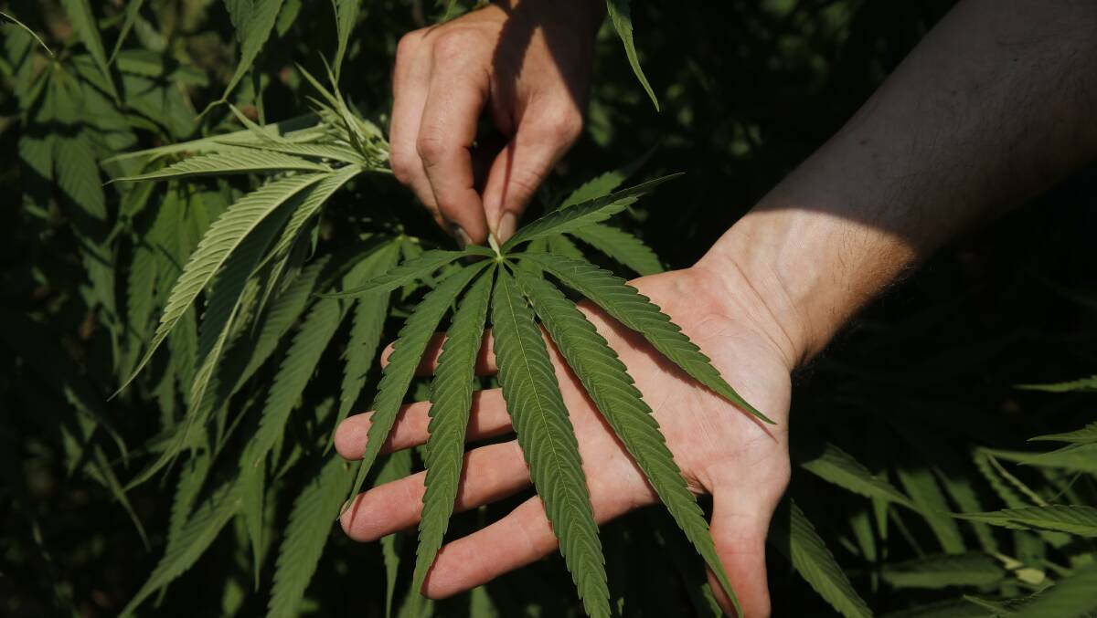 "It's time to recognise the benefits, de-stigmatise its use, and legalise the plant," says Greg White.