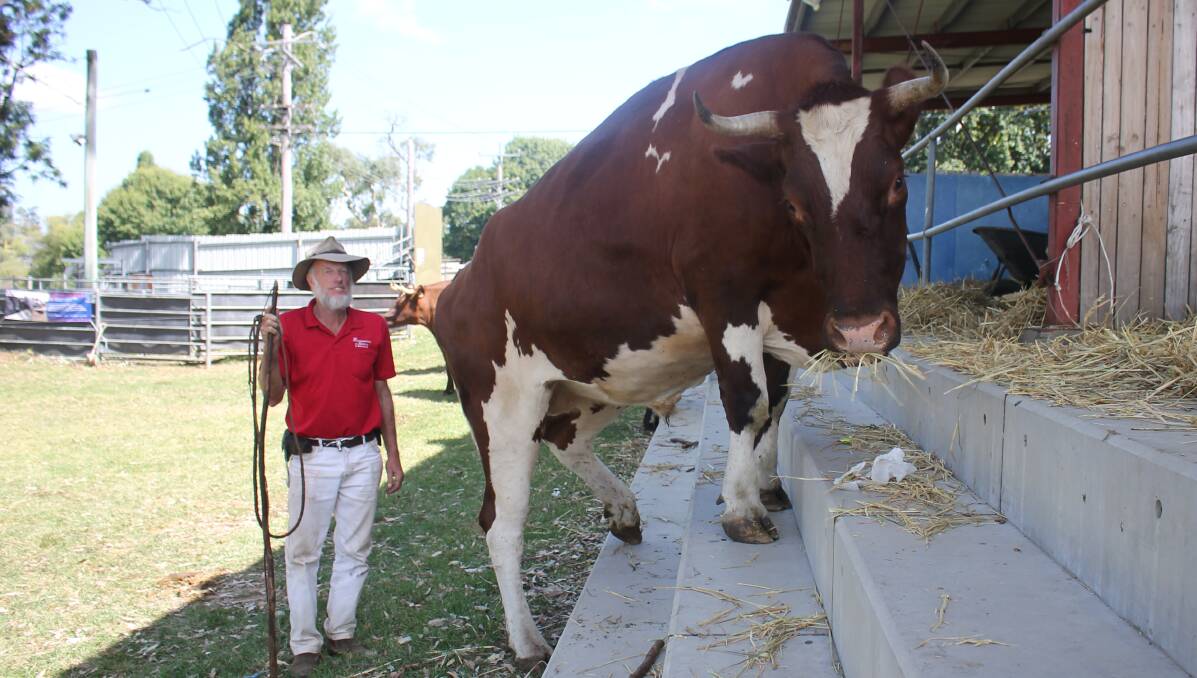 Geoff Cochrane brought his herd of bullocks to the Bega Show.