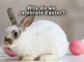 BUNNY BUSINESS: What are the origins of our Easter traditions?