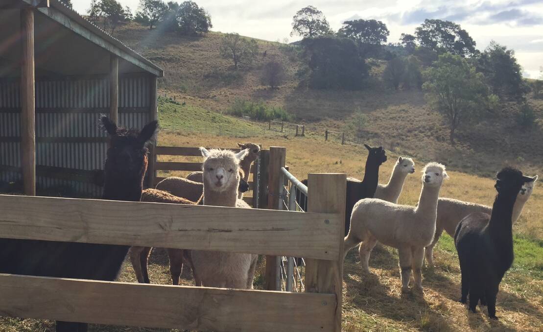 Some of the alpacas at Yarrawood Alpacas, Lochiel.
