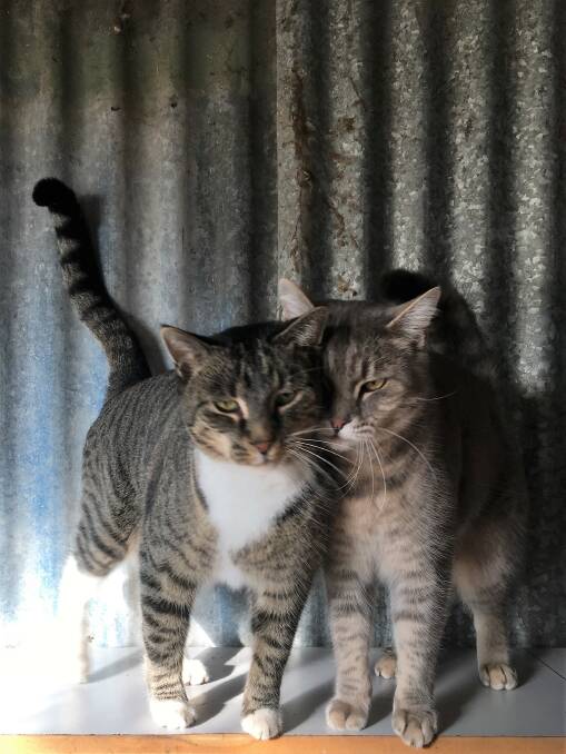 An urgent call for a home for these two boys