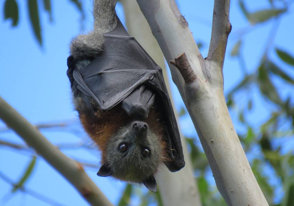 HANGING OUT: Flying foxes have moved into Panboola but are expected to leave during winter.