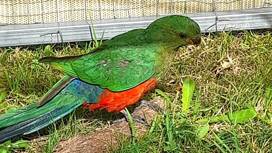 King Parrot in care with local WIRES volunteer Marianne Kambouridis. Photo: Marianne Kambouridis