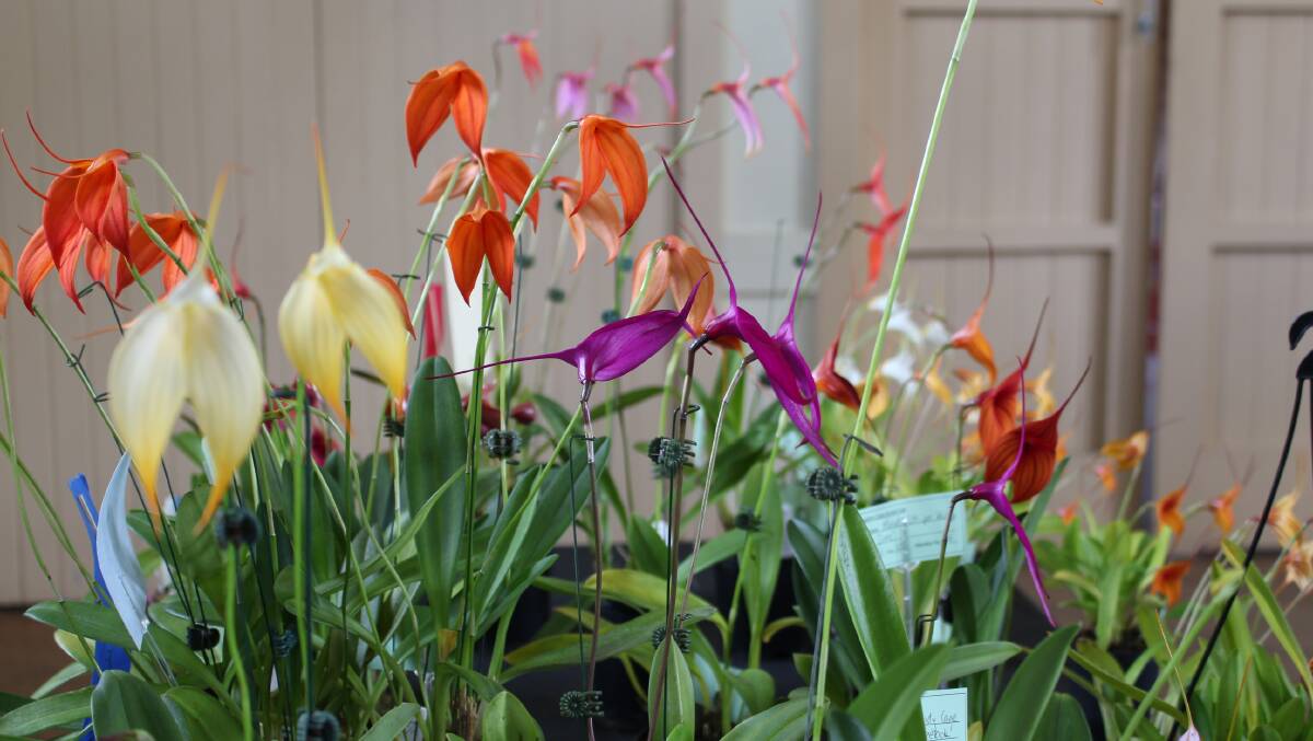 Love orchids? Here's a chance to get one or two for yourself.