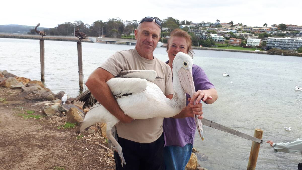 Janine Green from WIRES and John Plumb about to release a pelican after she had a lure removed which had been caught in her chest. 