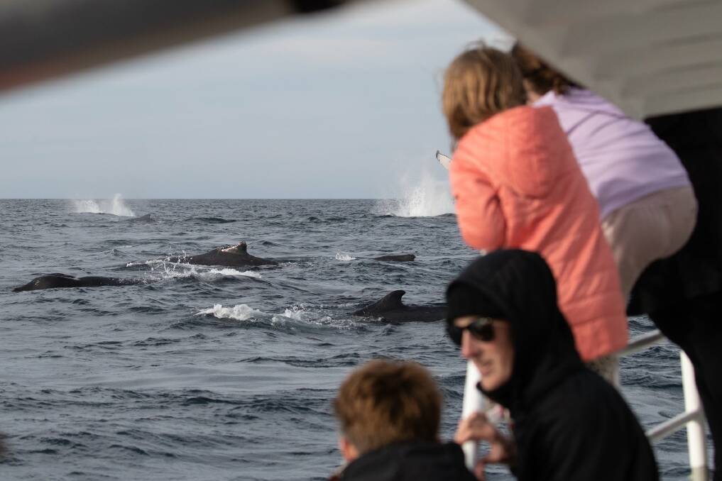 Passengers enjoy a feeding frenzy by the whales. Photo Merimbula Marina