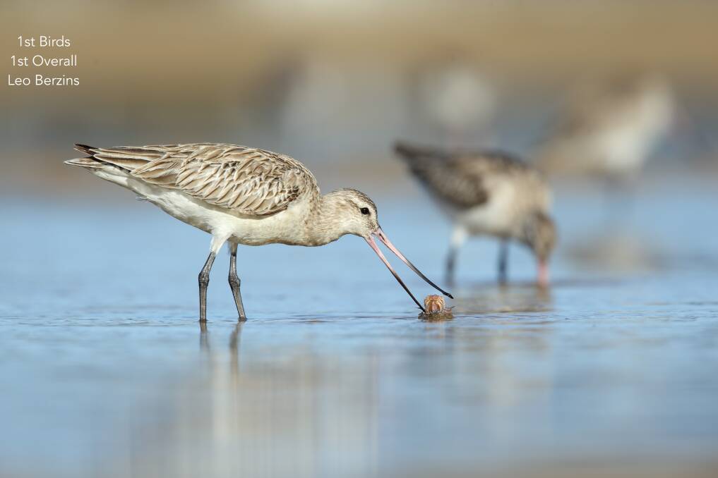 Atlas of Life photo competition winner last year was Leo Berzin’s Bar-tailed Godwit juggling a crab.