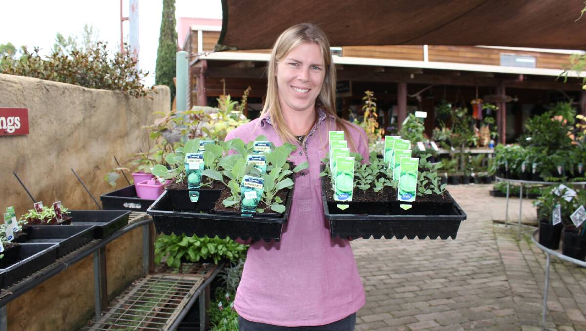 Abbey Williams of Oaklands shows trays of the same vegetable but different size seedlings as pressure is put of growing companies to keep up with demand.