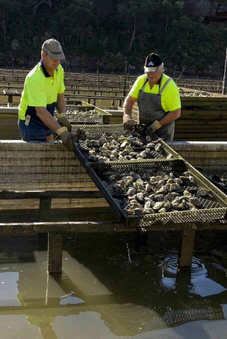 Supply pressure and bio-security will be discussed at the NSW Oyster Conference.