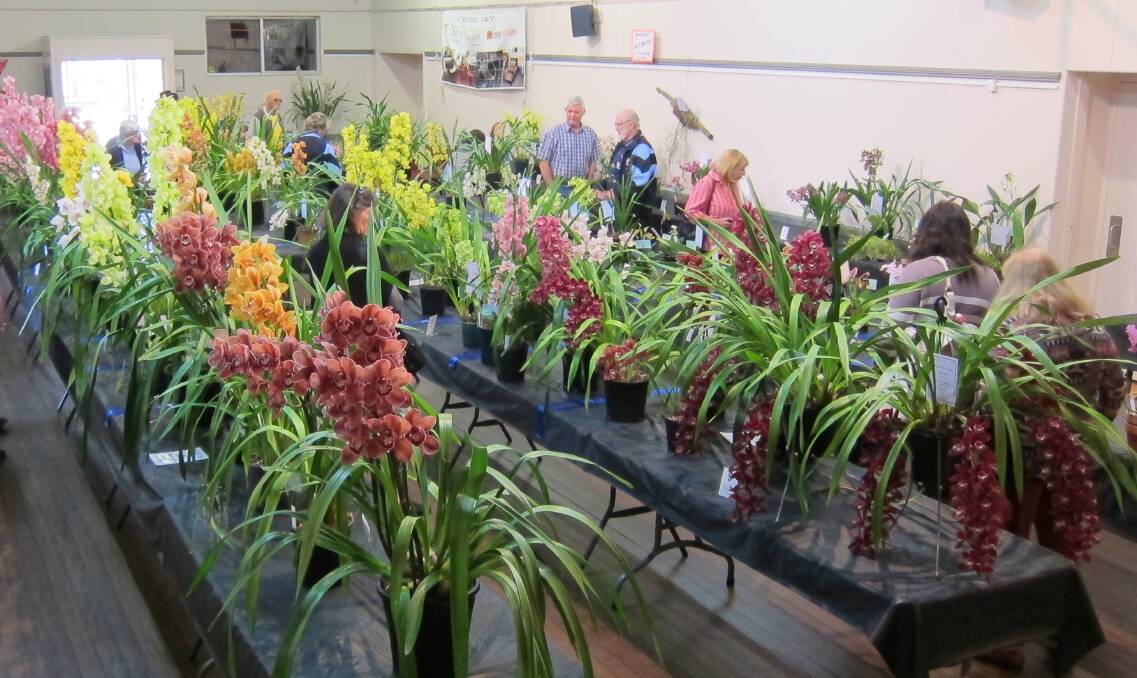 SHOW STOPPERS: Visitors can expect to see a really good display of cymbidium orchids at the show.