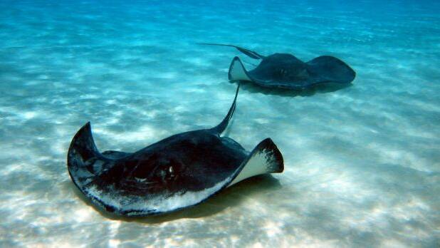 Two people stung by stingrays