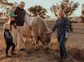 Annika Collins with her husband, Dan, and two sons, with one of their Murray Grey bulls.
