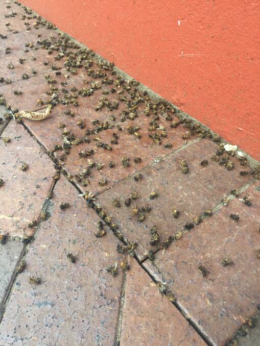UNBEELIEVABLE: Hundreds of bees have been killed off by Shoalhaven Council