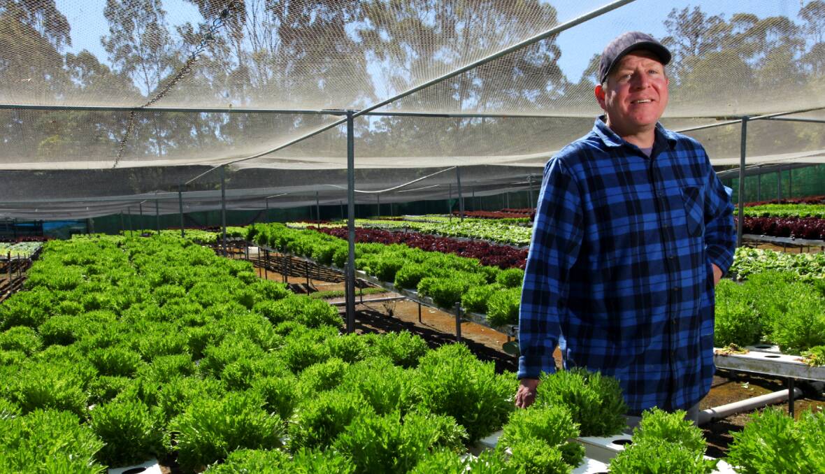 'We're in the ideal location for food': Far South Coast lettuce farmer Larry Sher hopes more people will take up food production in the region. Photo: Rachel Mounsey