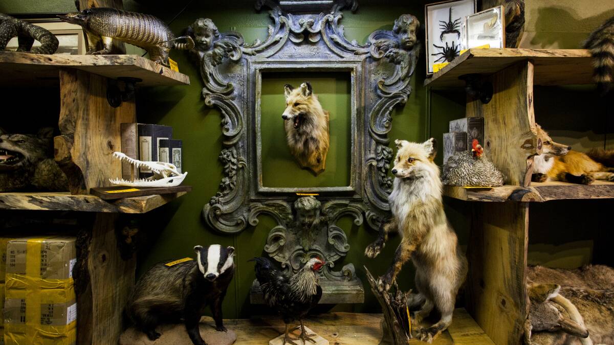 Marvel at the dead; taxidermy collection to start conversation in Eden