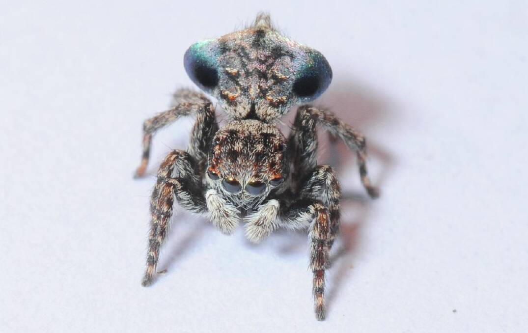 NEW SPECIES?: An unidentified species of Maratus or peacock spider found at the Four Winds BioBlitz by Helen Ransom. Photo: Stuart Harris