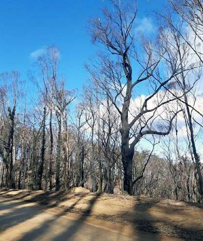 Council is conducting fire-affected vegetation removal work across the shire. Picture: Bega Valley Shire Council Facebook page 