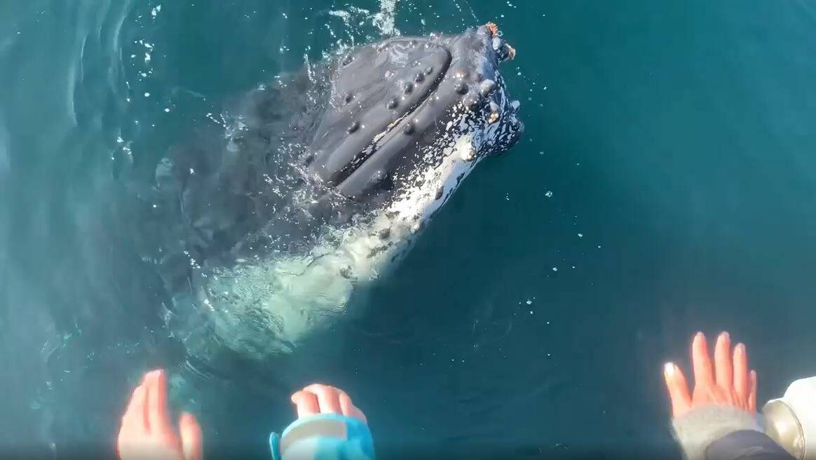 AMAZING MOMENT: A humpback whale approaches a boat off Merimbula in this video screenshot. Credit: Merimbula Marina 