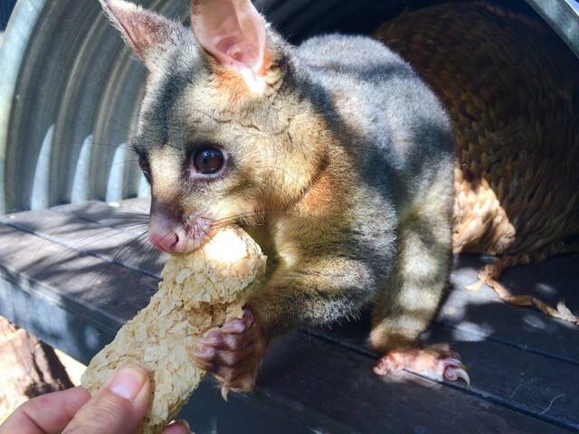 This rescued possum is one of the many cute critters at Potoroo Palace.