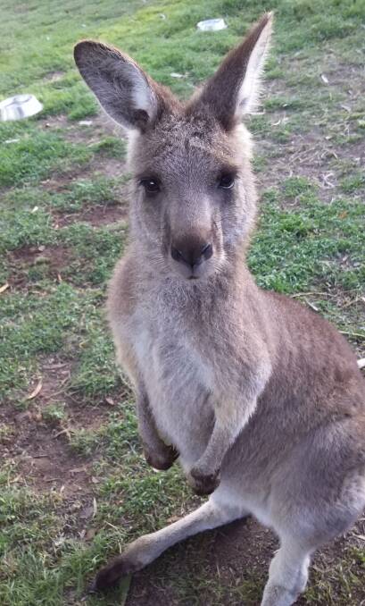 Chance the kangaroo. Picture: Supplied 