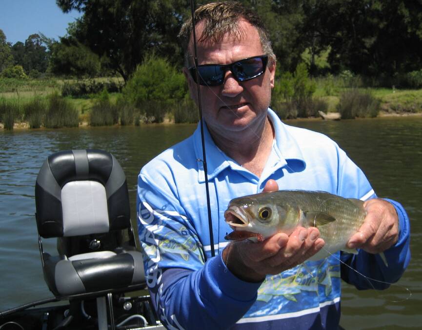 River mullet: Kris Larsen shows a yellow eye mullet taken on soft plastic in the Bega River. Sheltered estuaries are a good place to fish when the winds are strong.
