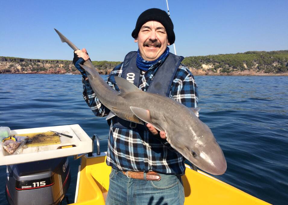 Alan Wilkins of Merimbula shows a beautiful plus 9kg Gummy Shark taken last Sunday near Lennards Island. 