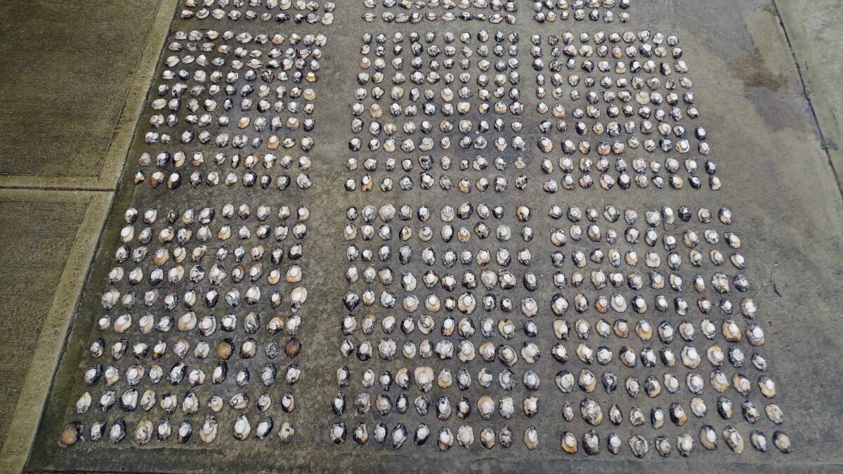 More than 800 abalone were seized from a vehicle in Bournda National Park south of Tathra.Picture: NSW Department of Primary Industries