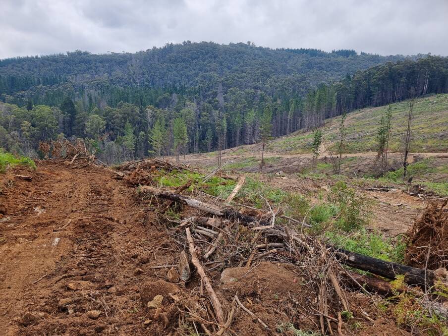 Logging has reportedly taken place on the Bundian Way, a 365-kilometre ancient Aboriginal route which traversed Targangal (Kosciuszko) and Bilgalera (Fisheries Beach, Eden). Photo supplied