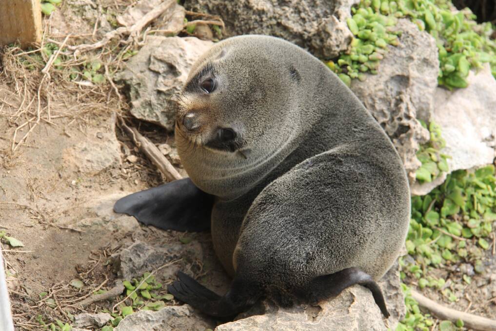 Cute: A baby seal on Kangaroo Island.