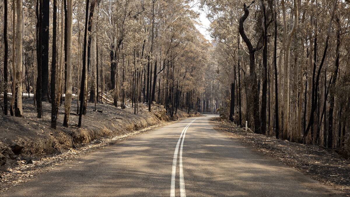 Devastated forest from the Currowan bushfire on Mt Agony Road, north of Batemans Bay. Picture: Sitthixay Ditthavong