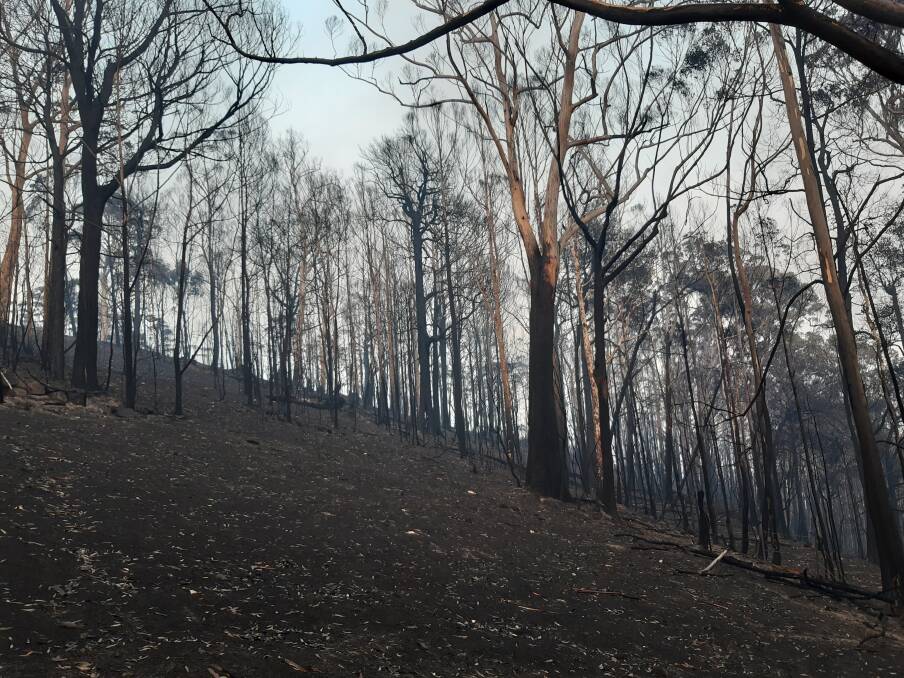 The bush around a Flat Rock property has been devastated by the Currowan fire.
