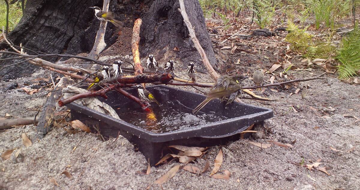 Birds gather at a water station half buried in the ground and provided with sticks for perching. Picture MidCoast Council.