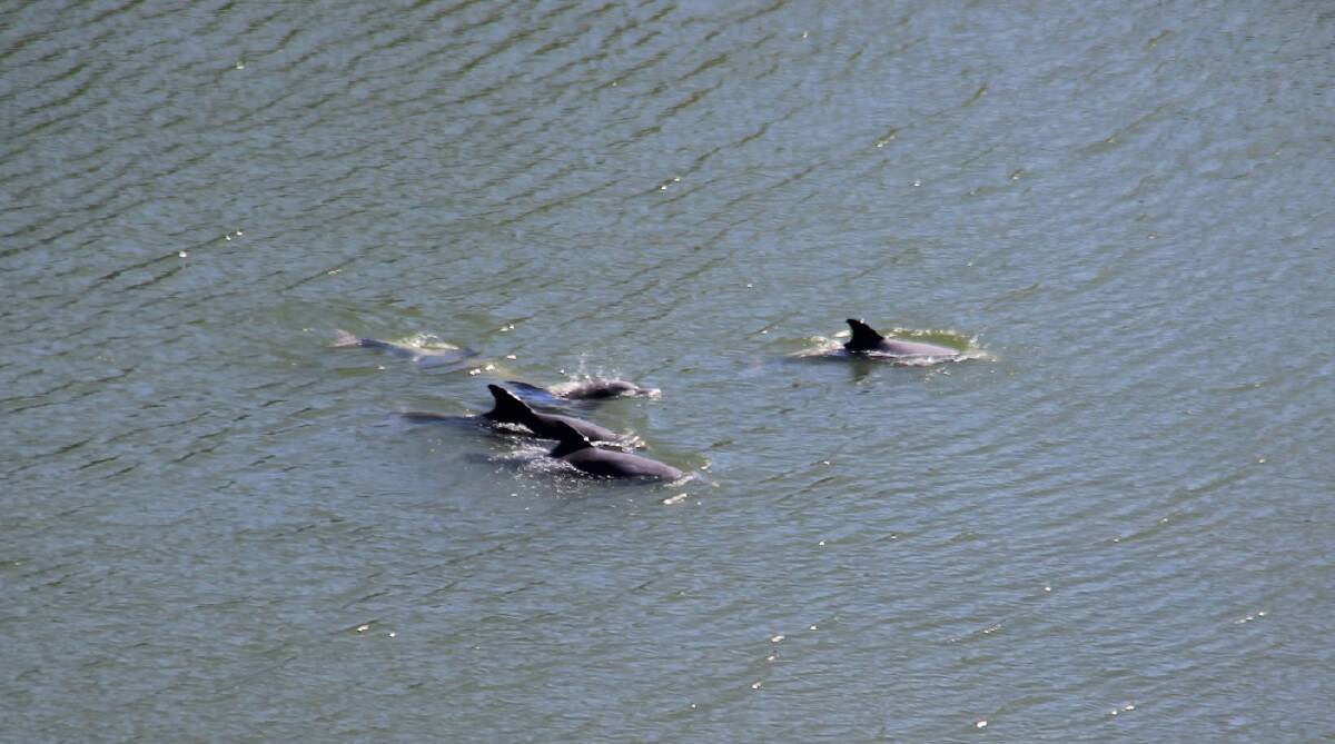 Five dolphins in the Manning River near Brush Cutting. Picture supplied.