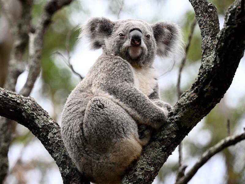 A Queensland University of Technology trial hopes to find ways to vaccinate koalas against chlamydia (Dan Himbrechts/AAP PHOTOS)
