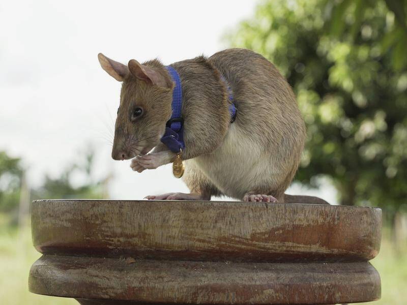 Detection rat Magawa found 71 landmines during his five-year career.