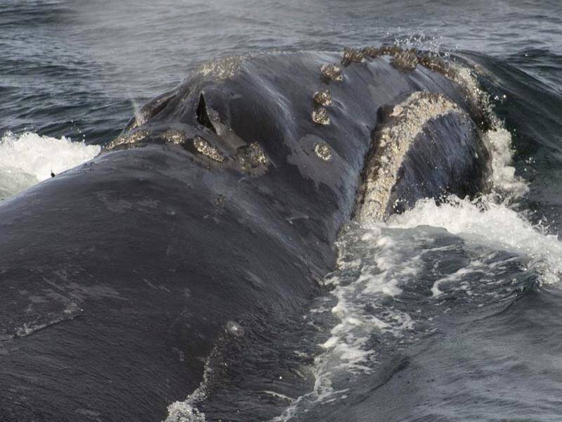 US scientists have recorded singing by a rare right whale for the first time.