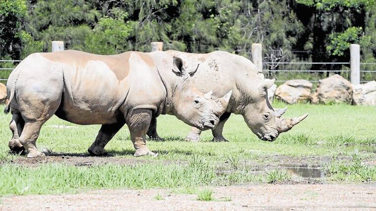 ROUTINE PROCEDURE: Mogo Zoo says a senior keeper was hurt in minor incident with a white rhinoceros on January 3. She is being treated for a fractured arm. 
