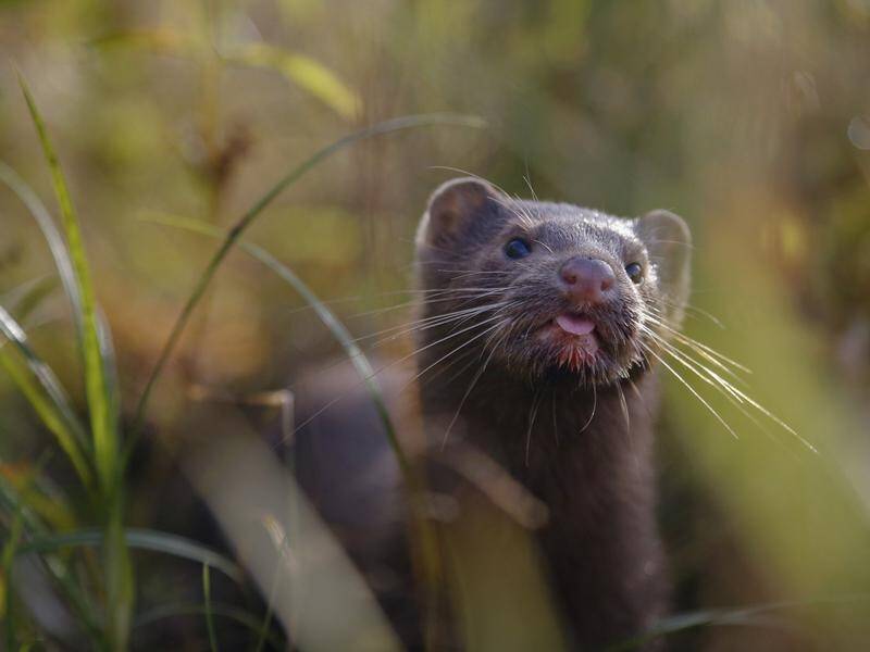 There are concerns infected minks transmitted COVID-19 back to humans in Spain and the Netherlands.